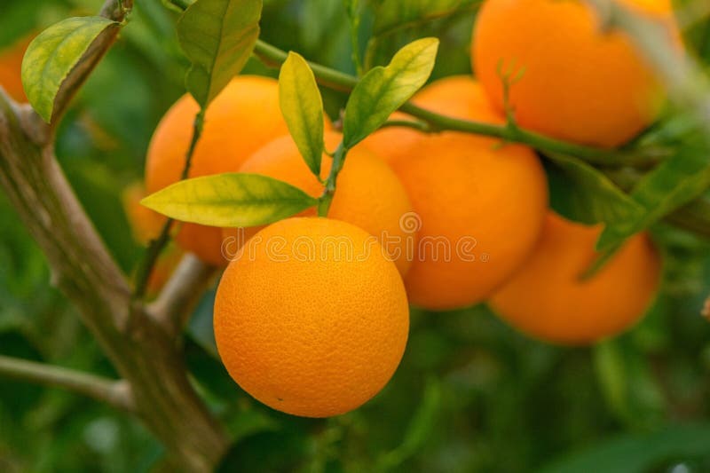 A branch with natural oranges on a blurred background of an orange orchard at golden hour 3. A branch with natural oranges on a blurred background of an orange orchard at golden hour 3