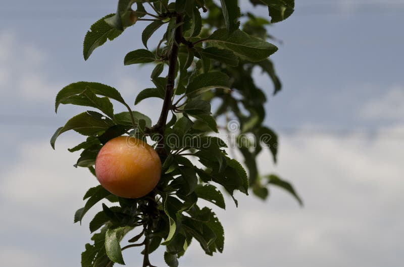 Narastające życiorys owoc fotografia stock Narastające życiorys owoc fotografia stock