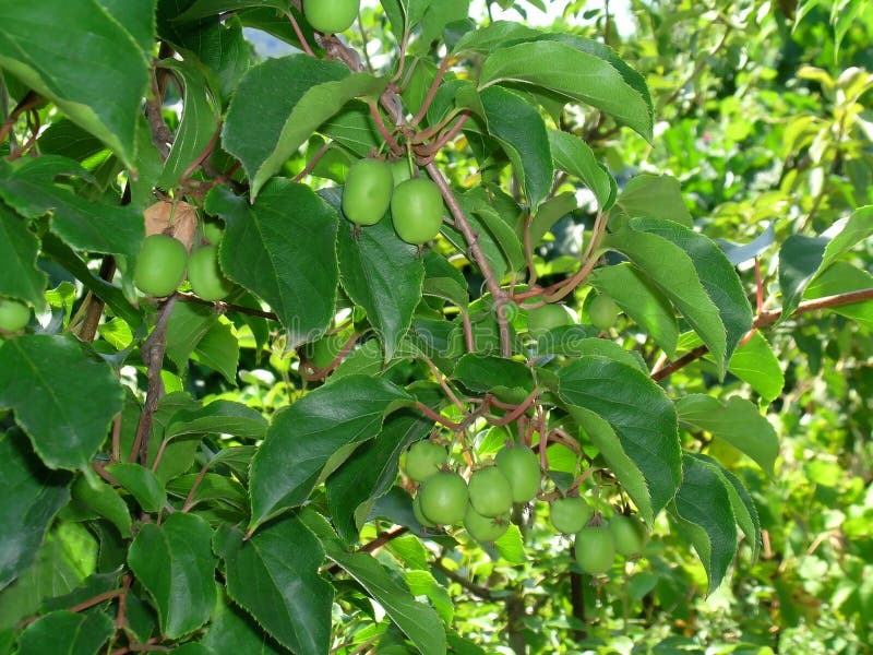 Narastający feijoa fotografia stock Narastający feijoa fotografia stock