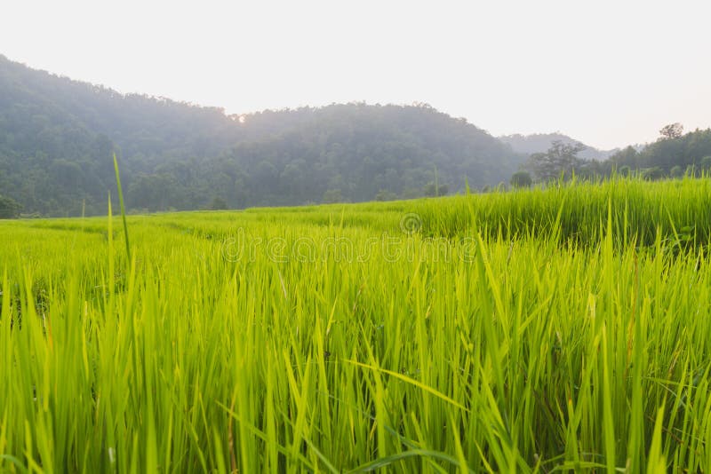 Narastający Zielony Rice pole w wiosce. Wieś krajobraz dorośnięcie zieleni ryż pole z słońca światłem blisko zwartego forestGreen Rice śródpolnego tło