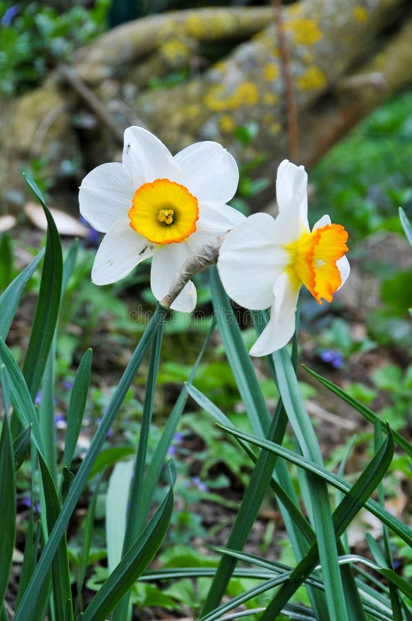 Narcis flowers stock photo. Image of background, macro - 13229252