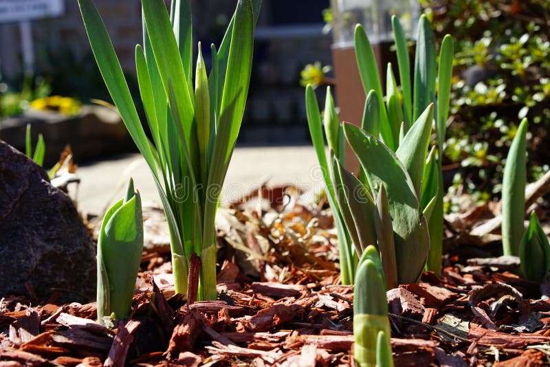 Bulbi Di Tulipani In Vaso Da Giardino Immagini E Fotografie Stock Ad - Foto 8