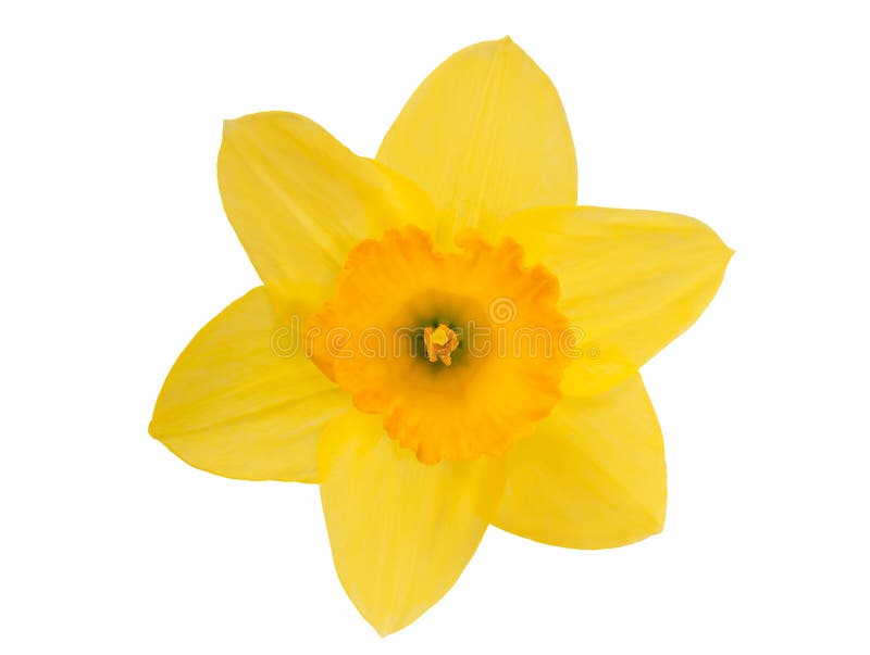 Yellow daffodil with leaves and stem isolated on white background. Yellow daffodil with leaves and stem isolated on white background