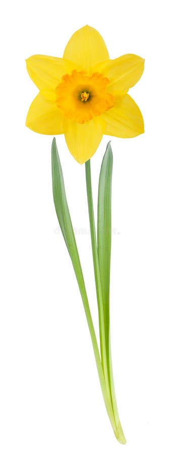 Yellow daffodil with leaves and stem isolated on white background. Yellow daffodil with leaves and stem isolated on white background