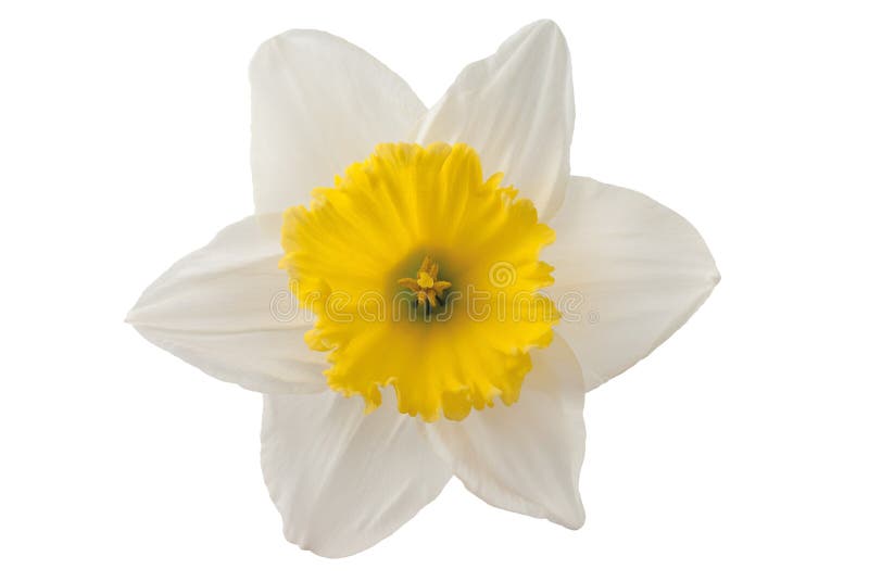 White daffodil isolated on white background. White daffodil isolated on white background