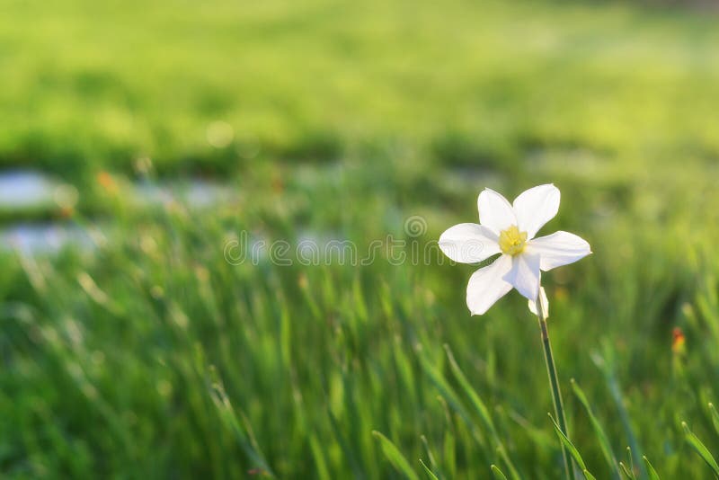 White daffodil on the background of scorched grass ecology. White daffodil on the background of scorched grass ecology