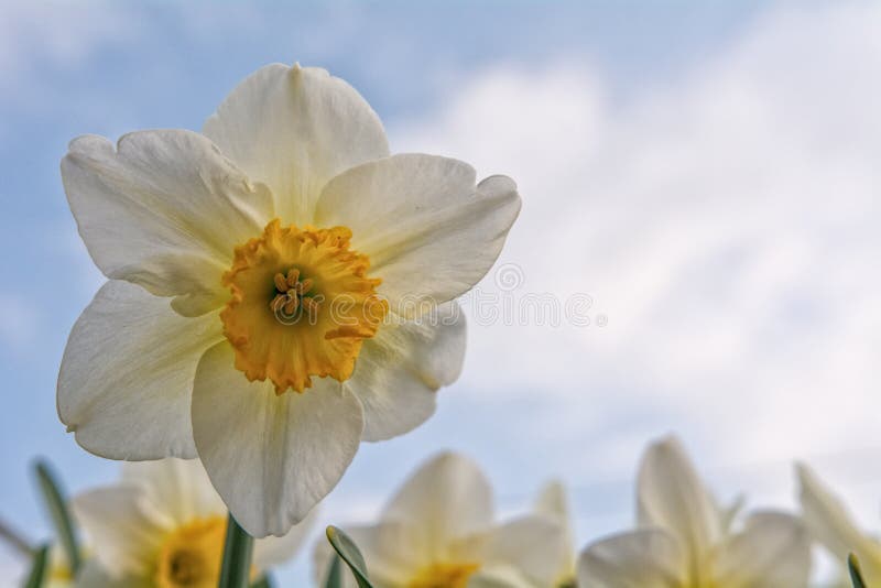 Blooming daffodil with the blue white sky in the background. Blooming daffodil with the blue white sky in the background