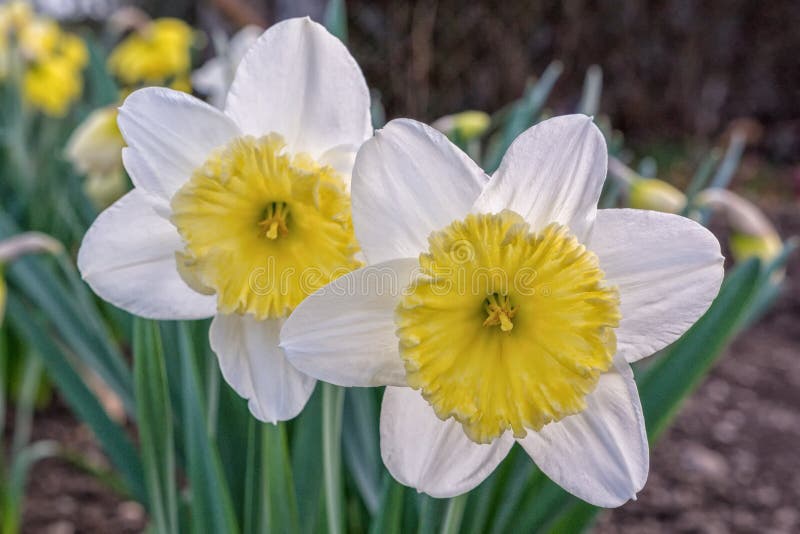 Blooming yellow white daffodil with the blurred background. Blooming yellow white daffodil with the blurred background