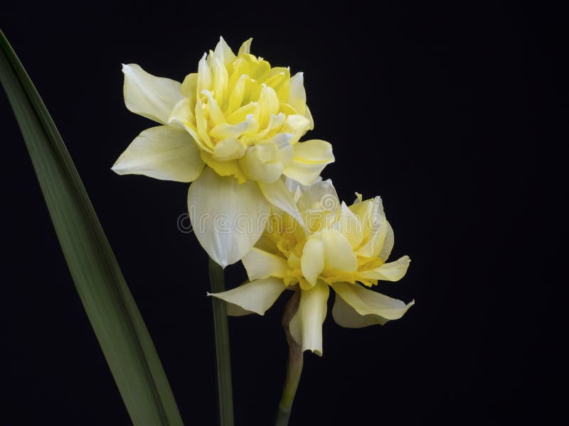 Narciso amarelo florescido dobro bonito, flores do narciso no fundo preto com copyspace fotografia de stock Narciso amarelo florescido dobro bonito, flores do narciso no fundo preto com copyspace fotografia de stock