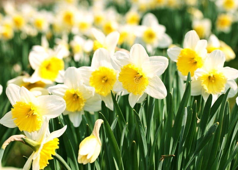 Narciso branco imagem de stock Narciso branco imagem de stock