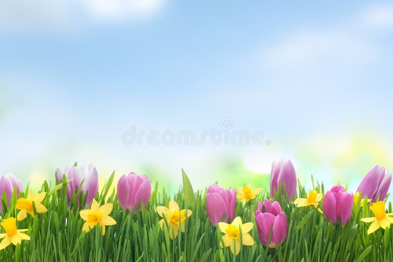 Spring narcissus and tulips flowers in green grass on blue sky background. Spring narcissus and tulips flowers in green grass on blue sky background