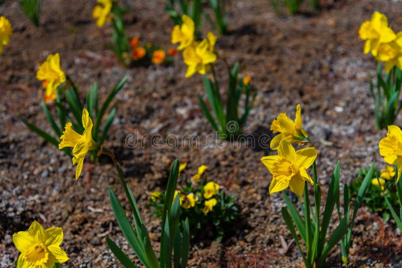 Narciso en primavera Narcisos florecientes, bulbos de la primavera imagen de archivo Narciso en primavera Narcisos florecientes, bulbos de la primavera imagen de archivo