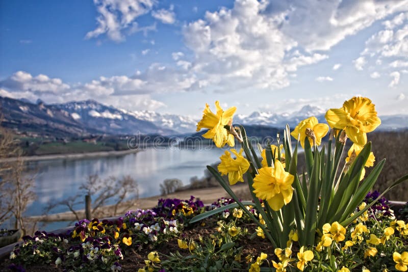 Narcisos amarillos foto de archivo. Imagen de granja, nublado - 1579134