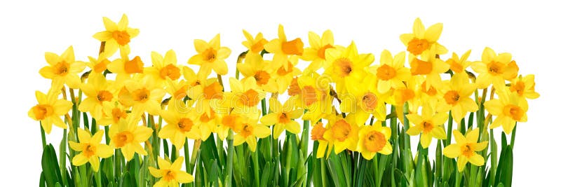 Bright studio shot of blossoming yellow daffodils isolated on white background in panoramic format. Bright studio shot of blossoming yellow daffodils isolated on white background in panoramic format