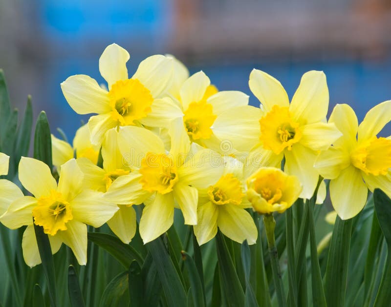 Narciss flowers stock photo. Image of leaf, blooming, narcissus 9612122
