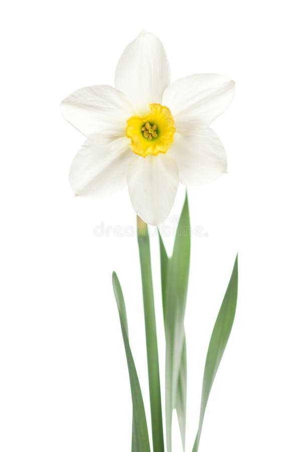 Narcisse blanc images stock Narcisse blanc images stock