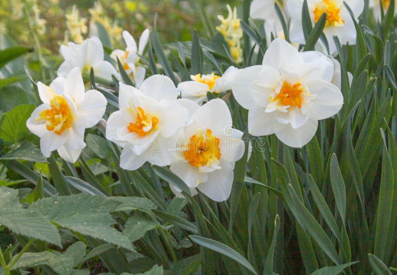 Narcisse Fleurs Blanches Avec Le Milieu Jaune Sur Le Feuillage Vert Photo  stock - Image du vert, flore: 116995998