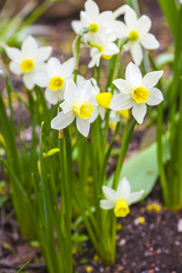 Narcisse nain photo stock. Image du beau, décorez, coloré - 38297400