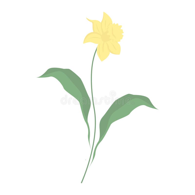Narcissen op witte achtergrond voor grafisch en Webontwerp, Modern eenvoudig vectorteken Het concept van Internet In symbool voor stock illustratie Narcissen op witte achtergrond voor grafisch en Webontwerp, Modern eenvoudig vectorteken Het concept van Internet In symbool voor stock illustratie