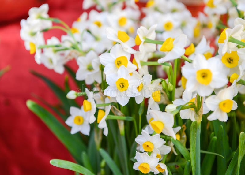 Narcissus blooming stock image. Image of elegance, decoration 181846391