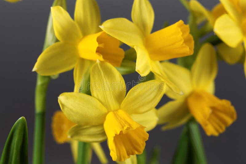 Narcissus Cyclamineus Stock Photos - Free & Royalty-Free Stock Photos from  Dreamstime