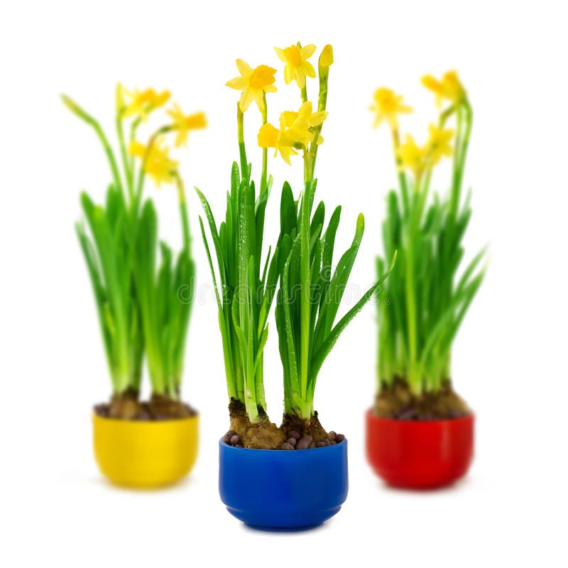 Narcissus and Daffodil in the Flower Pot Stock Photo Image of blue