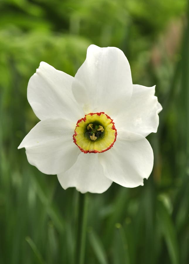 Narcissus Flower