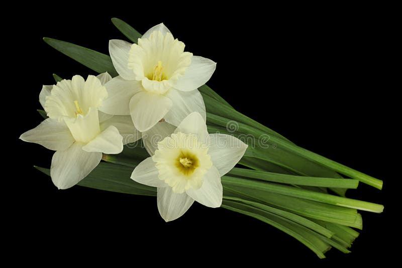 Narcissus flower on black stock photo. Image of black 242856310