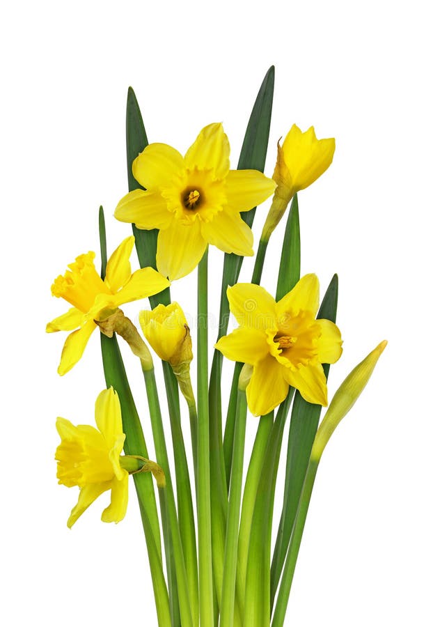 Narcissus Flower, Bud and Leaves in a Spring Bouquet Stock Image ...