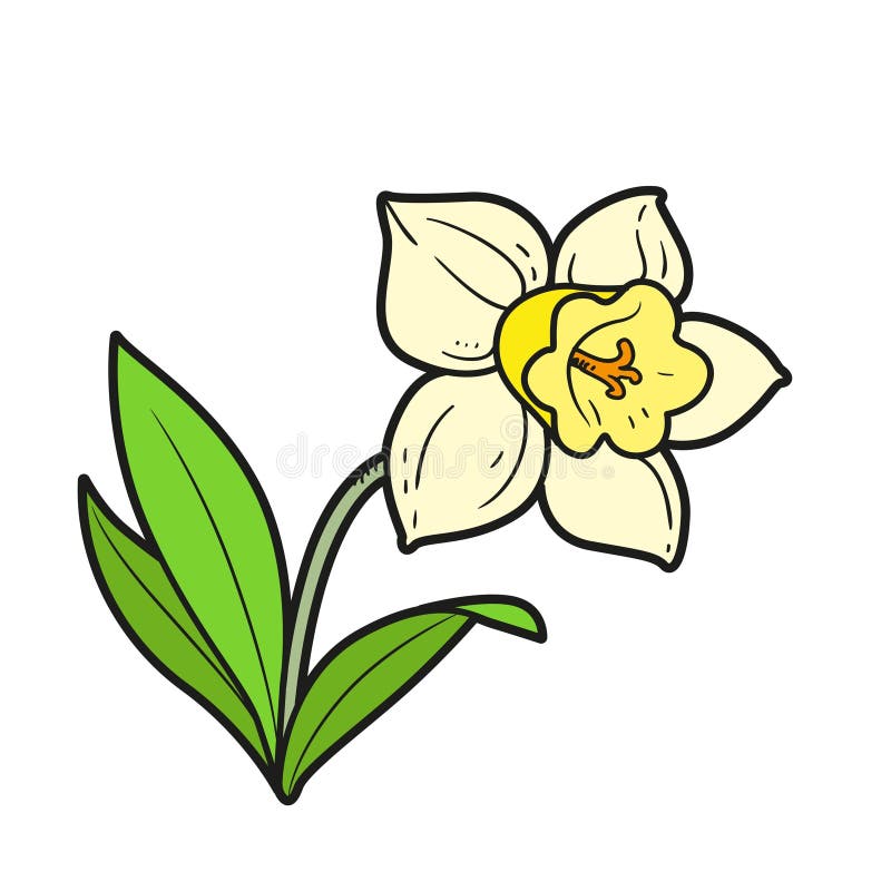Narcissus Flower Color Variation for Coloring Book Isolated on White ...