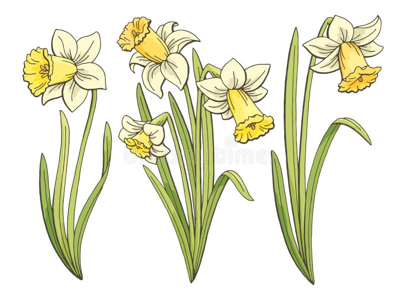 Download Vector narcissus flower stock vector. Illustration of ...