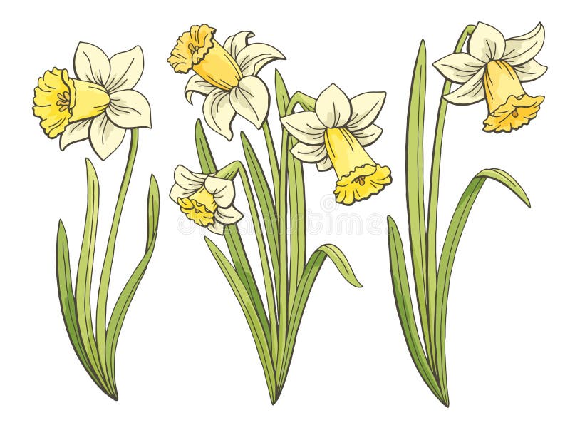 Free Free 52 Narcissus Flower Svg SVG PNG EPS DXF File