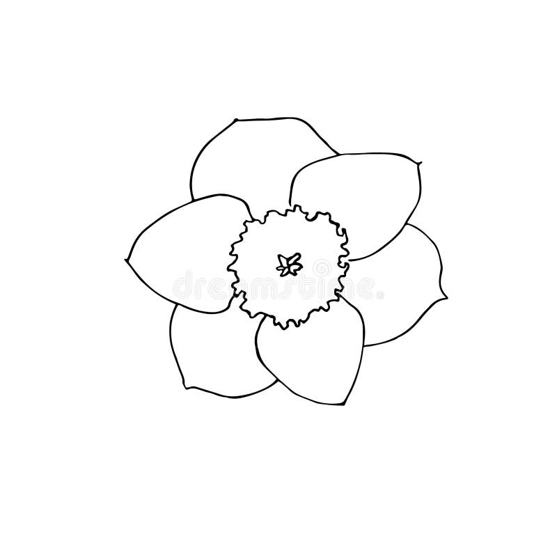 Narcissus Flower Hand Drawn. Line Art Stock Vector Illustration of