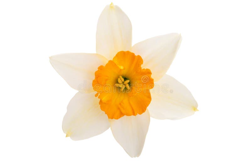 Narcissus flower isolated stock photo. Image of plant 245692260