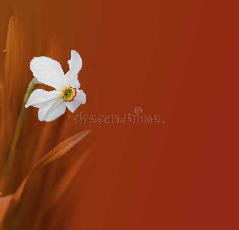 Narcissus flower bouquet stock photo. Image of bank, narcissus 25039366