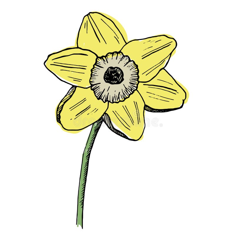 Sketch Daffodil Flower, Hand Drawn Stock Illustration - Illustration of ...