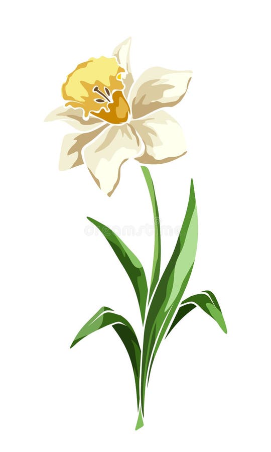 Narcissus Flower. Vector Illustration. Stock Vector Illustration of ornate, design 177975510