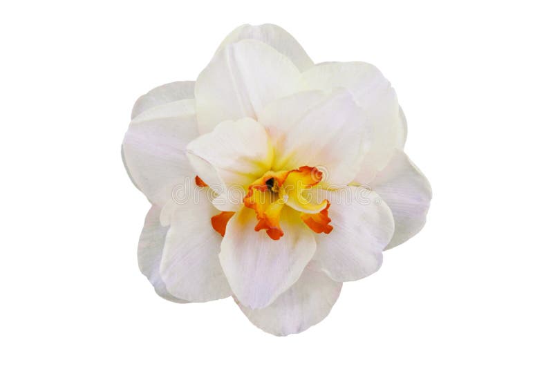 Narcissus Flower White Color with Yellow-orange Heart, Close-up. Stock ...