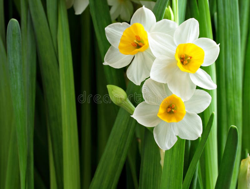 Narciso flores chino nuevo.