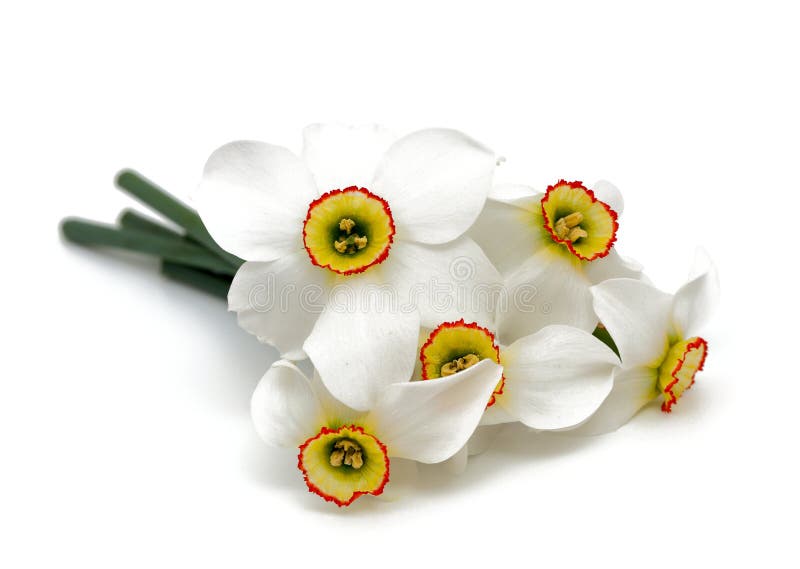 Narcissus Flowers Isolated On White Background Stock Image Image Of