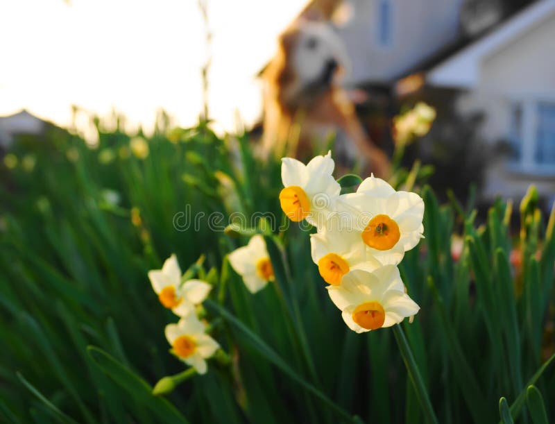 Narcissus Flowers in Winter Japan Stock Photo Image of bunch, lent