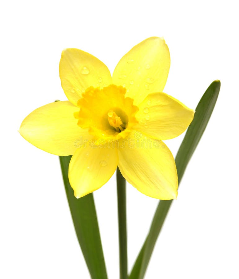 Narcissus stock photo. Image of detail, closeup, beautiful 46426638