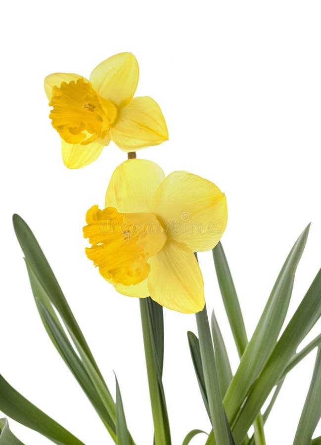 Narcissus Jonquilla in Studio Stock Photo Image of isolated