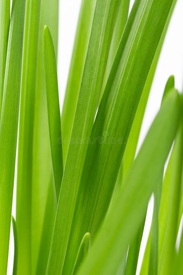 Narcissus Leaves on a White Background Stock Image Image of flora, botanical 190868063