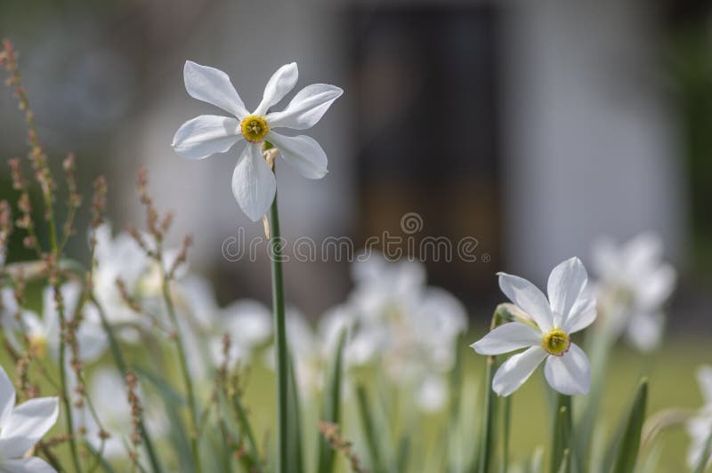 Narcissus Poeticus Poètes Jonquille Floraison Plante Sauvage Belles Fleurs  Jaunes Blanches En Fleurs Photo stock - Image du bouquet, jonquille:  211111458