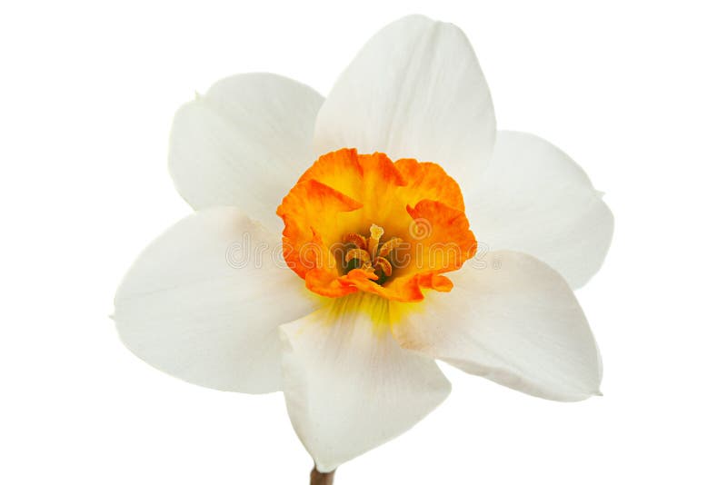 Narcissus Spring Flower On White Stock Image - Image of flowers, green ...