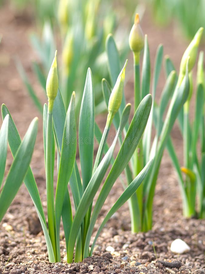 Narcissus in springtime