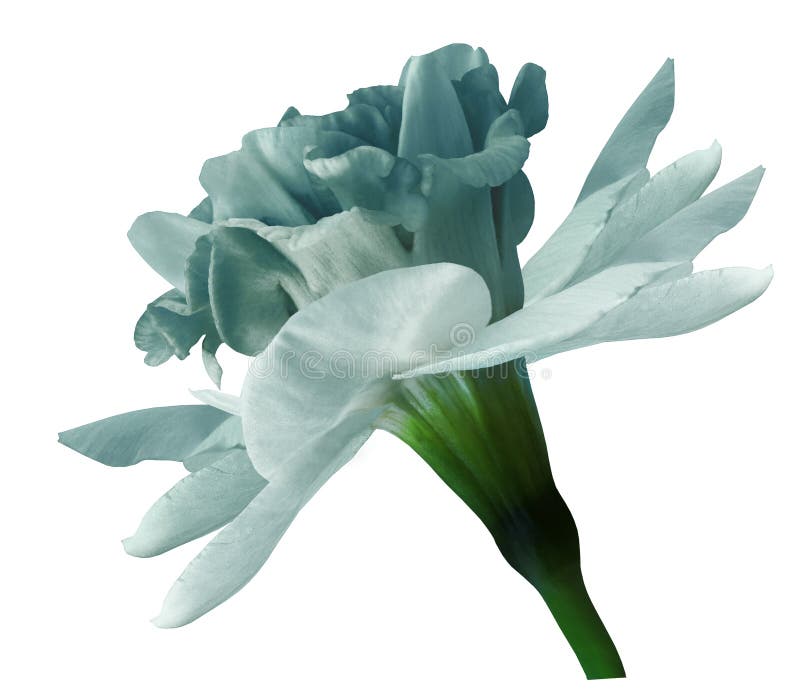 Primrose Turquoise. Flower on Isolated White Background with Clipping Path without Shadows ...
