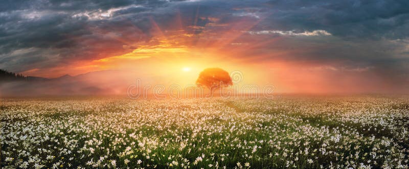 Narcissus Valley stock photography Narcissus Valley stock photography