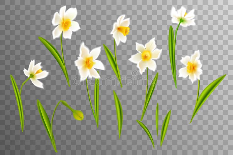 Narcissus Transparent Icon. Narcissus Symbol Design from Nature Stock ...